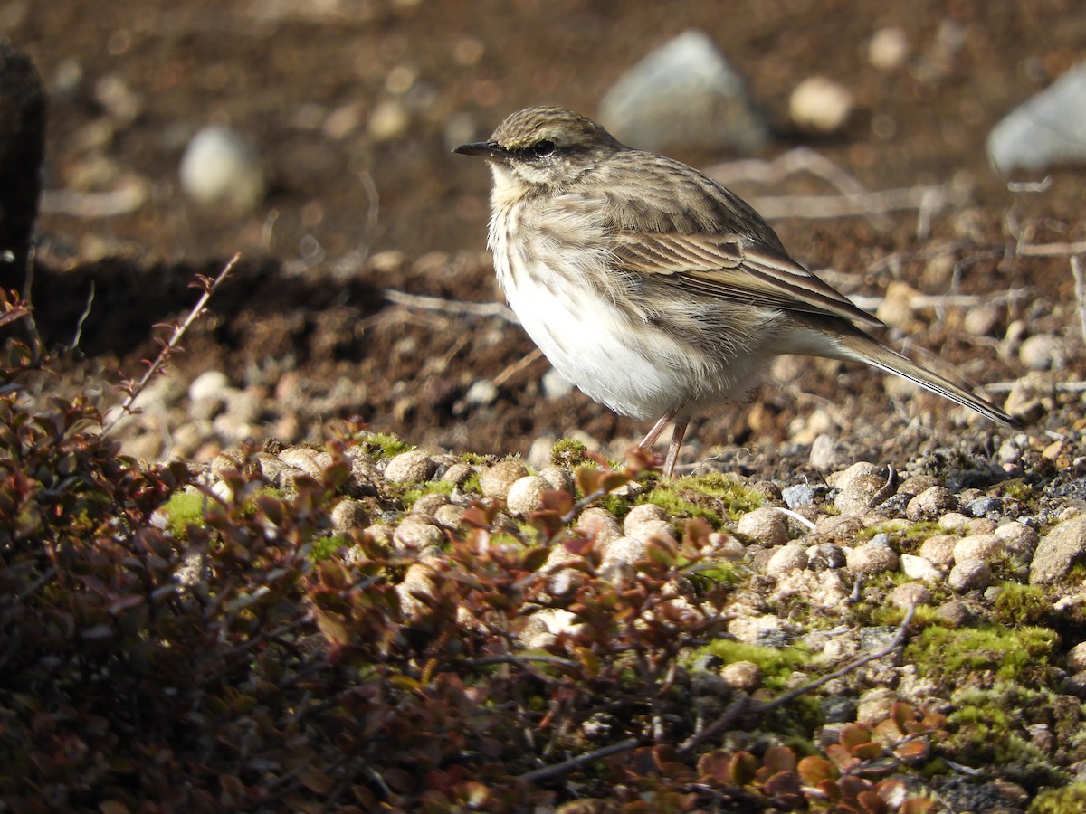 New Zealand Pipit - Natalee Bozzi