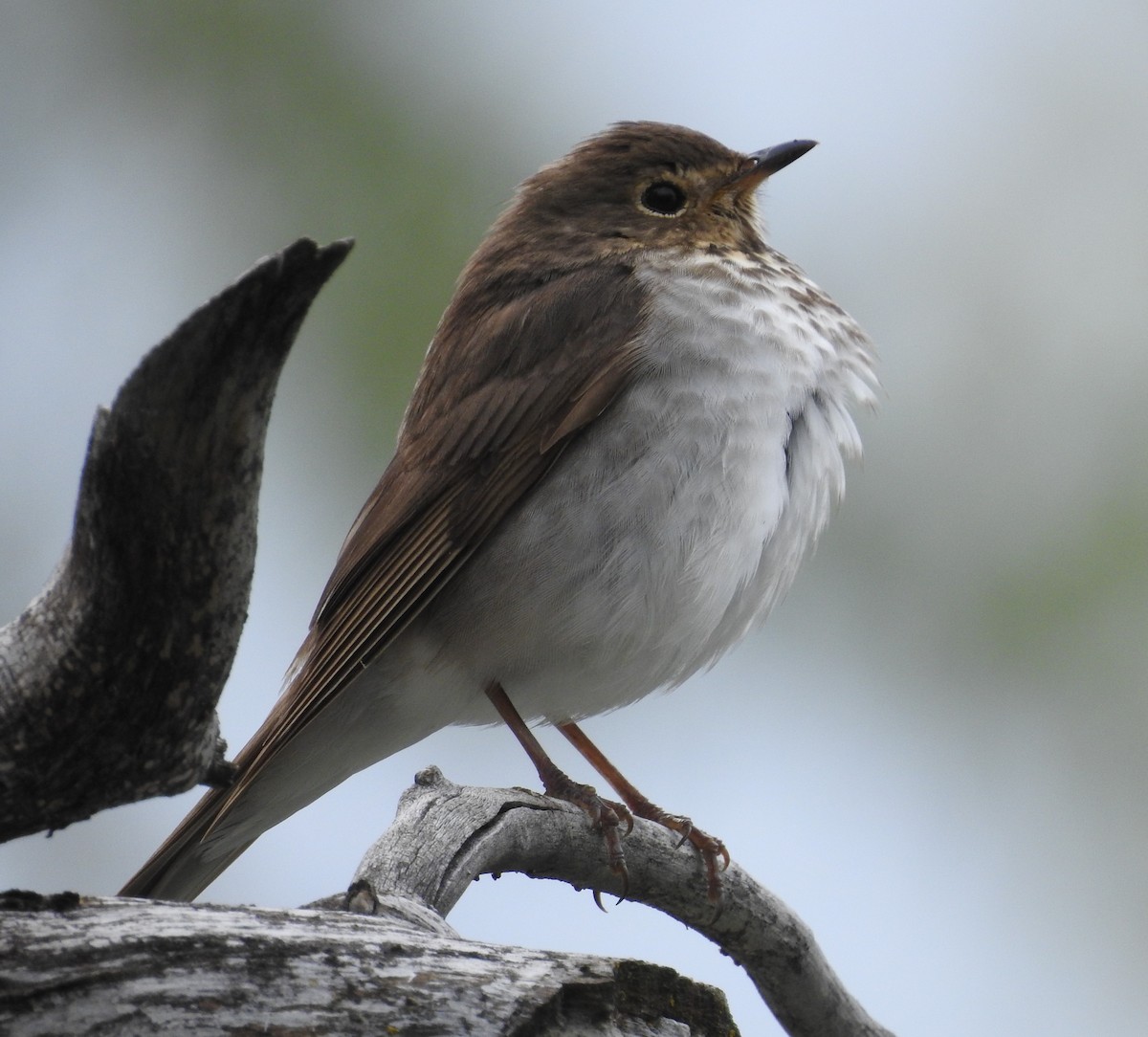 Swainson's Thrush - ML619371185