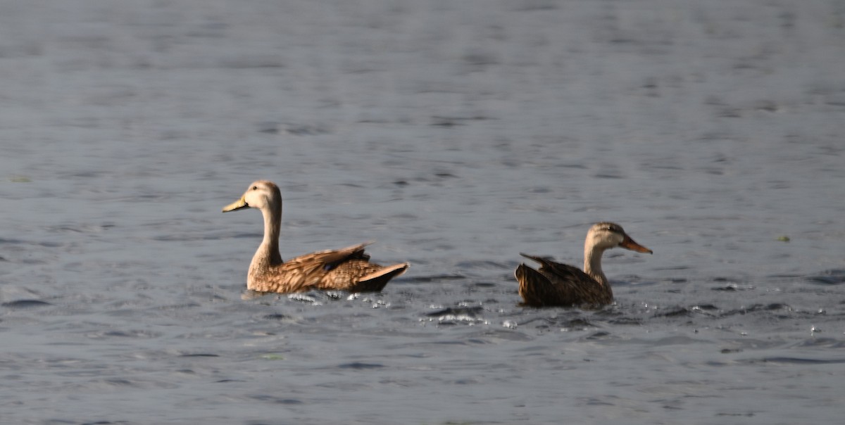 Mottled Duck (Florida) - ML619371218