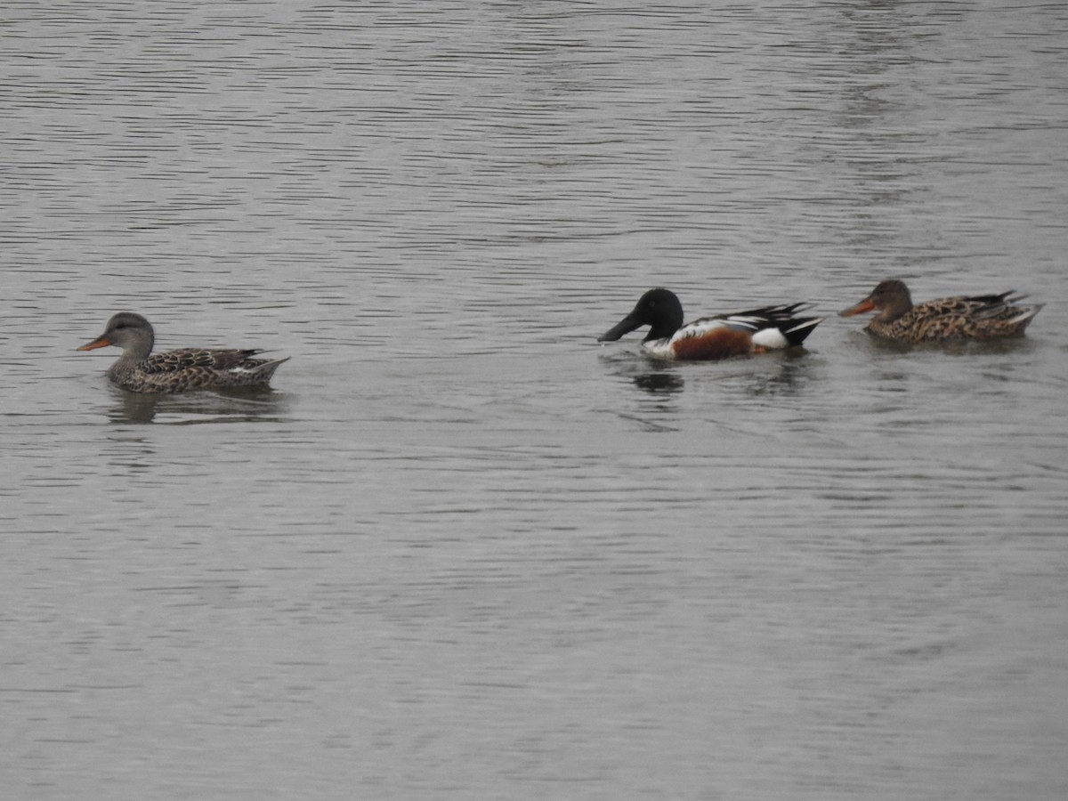 Northern Shoveler - Deborah Fleming