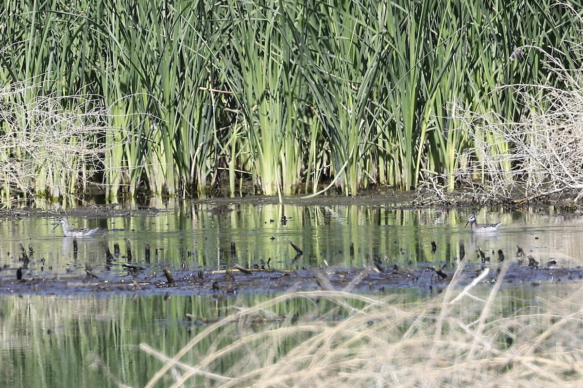 Wilson's Phalarope - Laura Crago