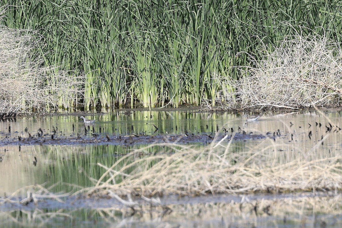 Wilson's Phalarope - Laura Crago