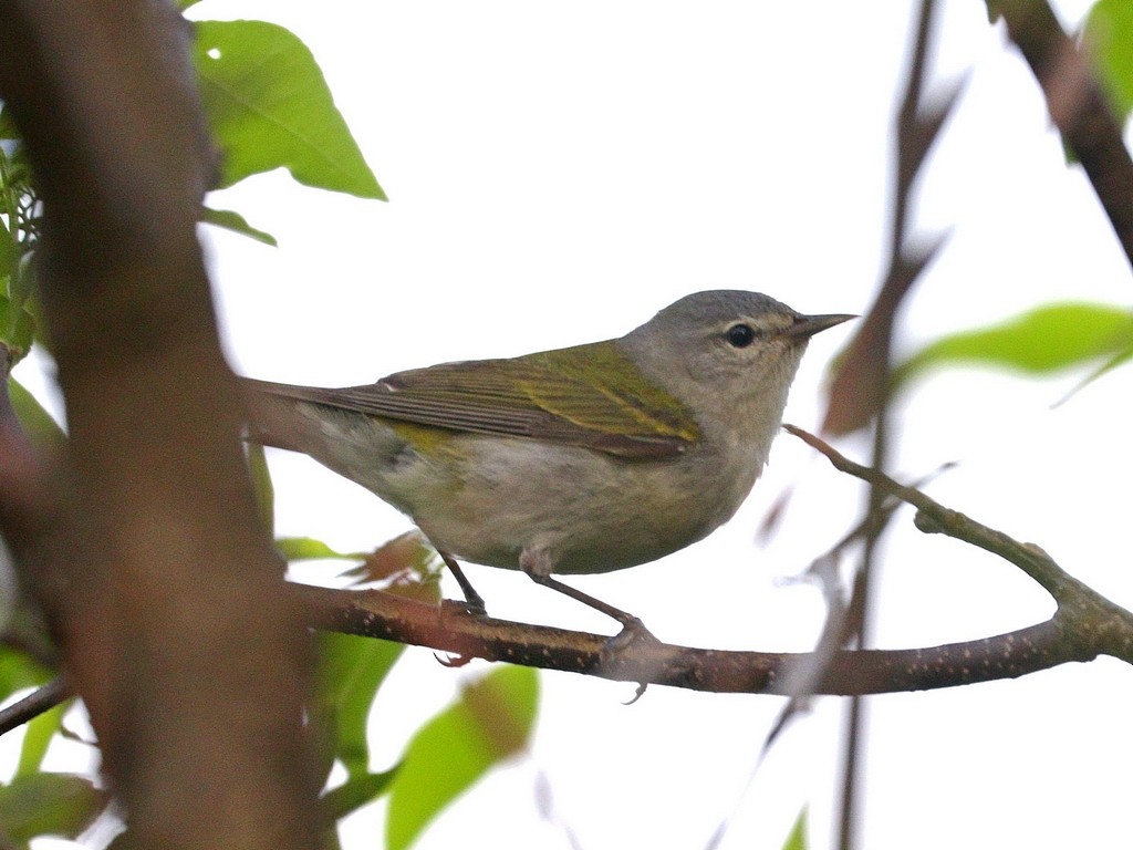 Tennessee Warbler - Mike Lee