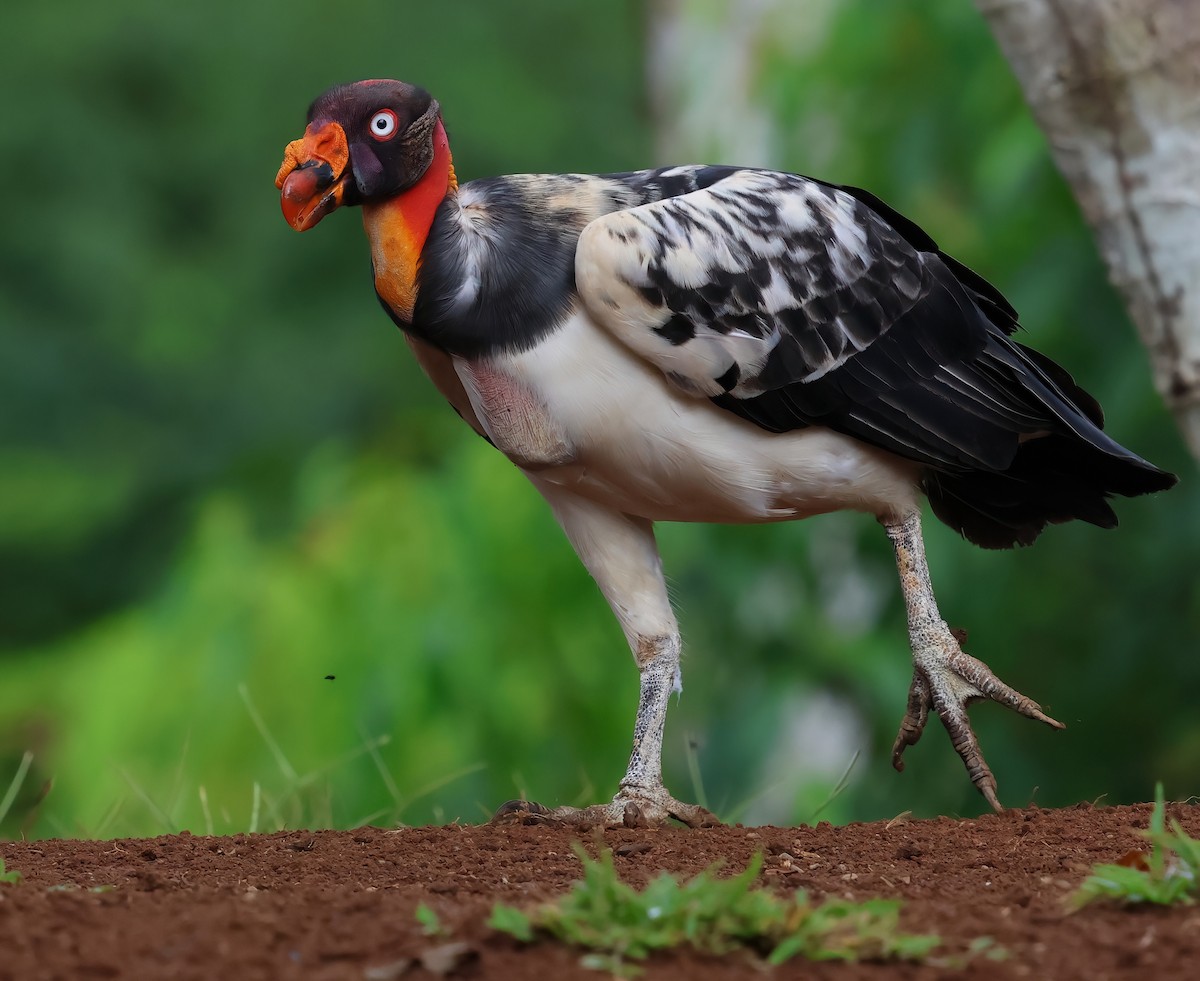 King Vulture - Sally Veach