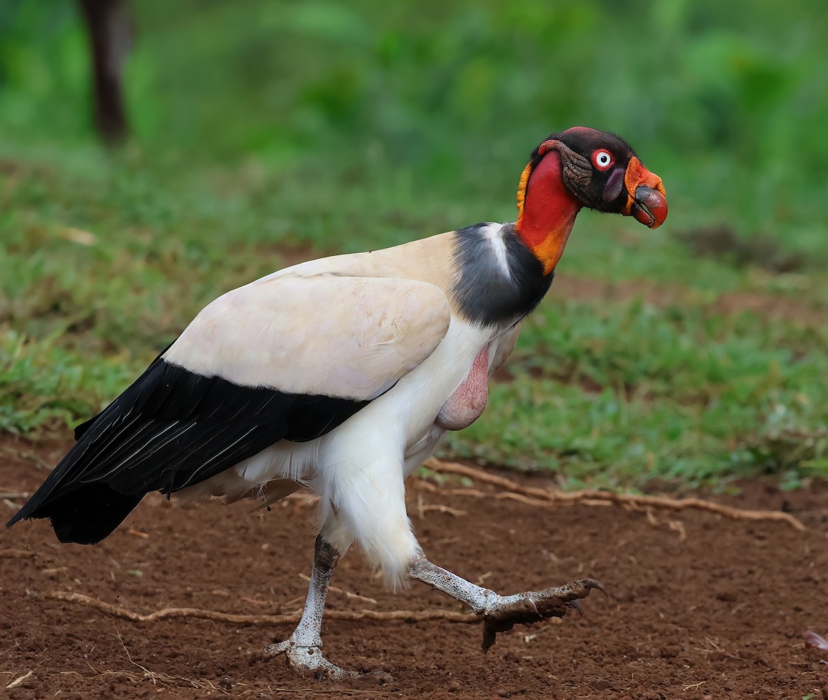 King Vulture - Sally Veach
