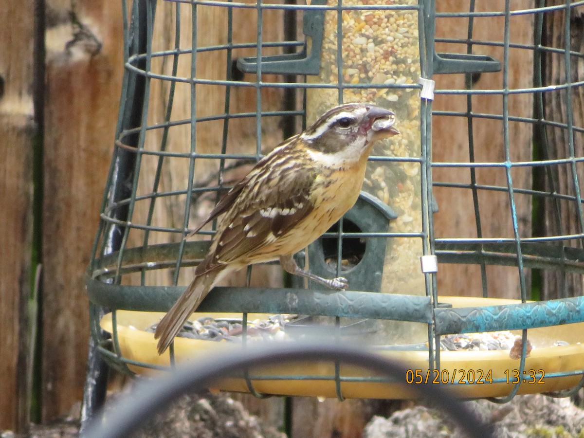 Black-headed Grosbeak - Anonymous