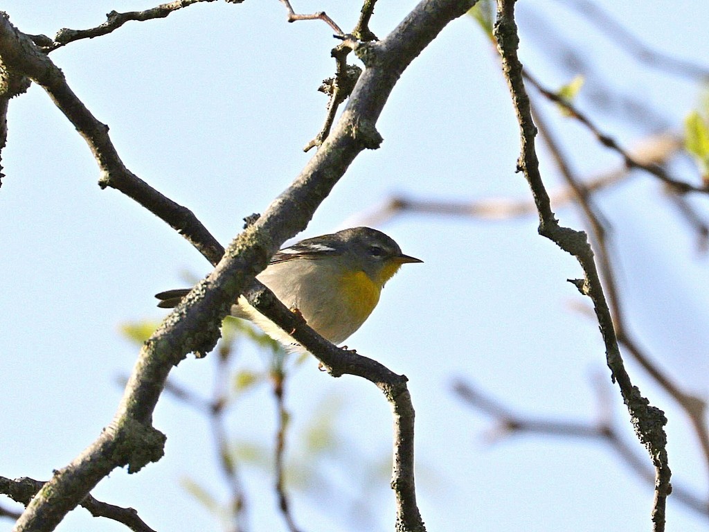 Northern Parula - Mike Lee