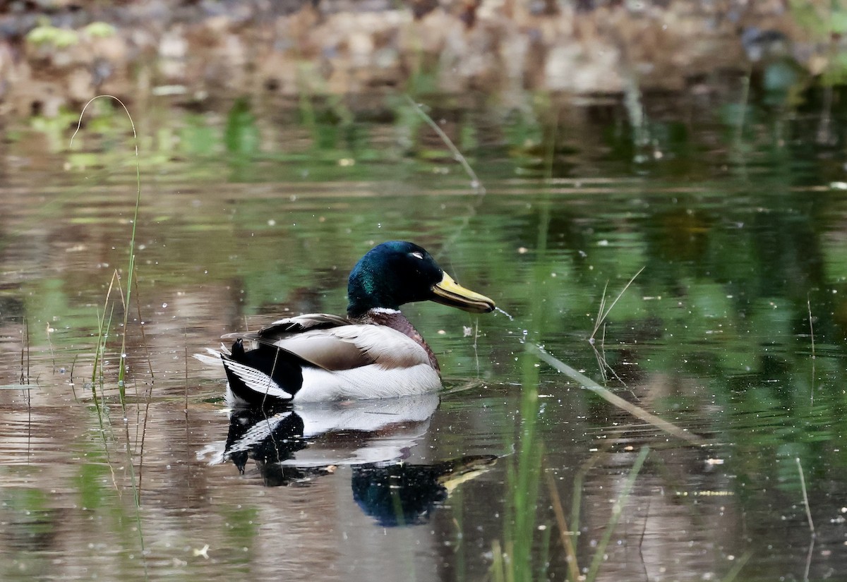 Mallard - ML619371280