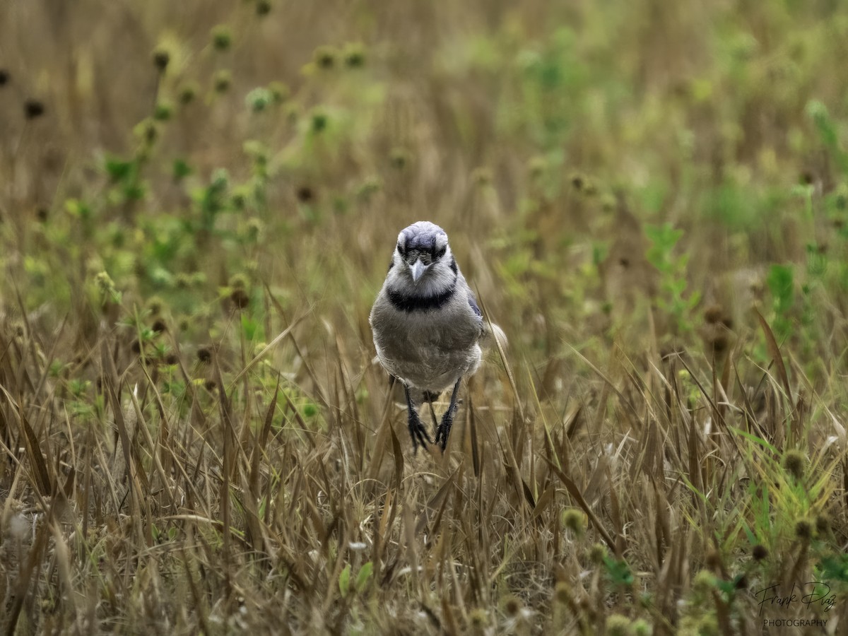 Blue Jay - Frank Diaz