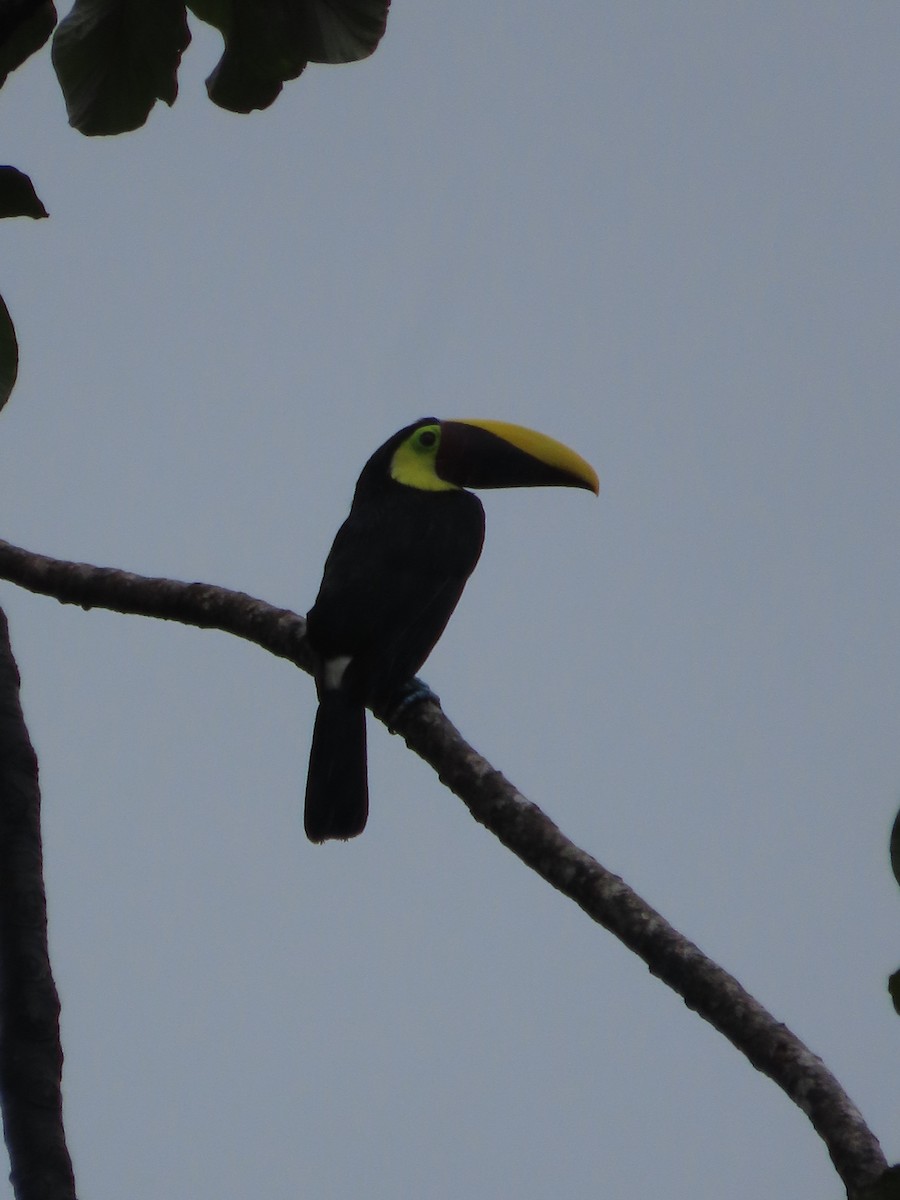 Yellow-throated Toucan - Randy Lynch