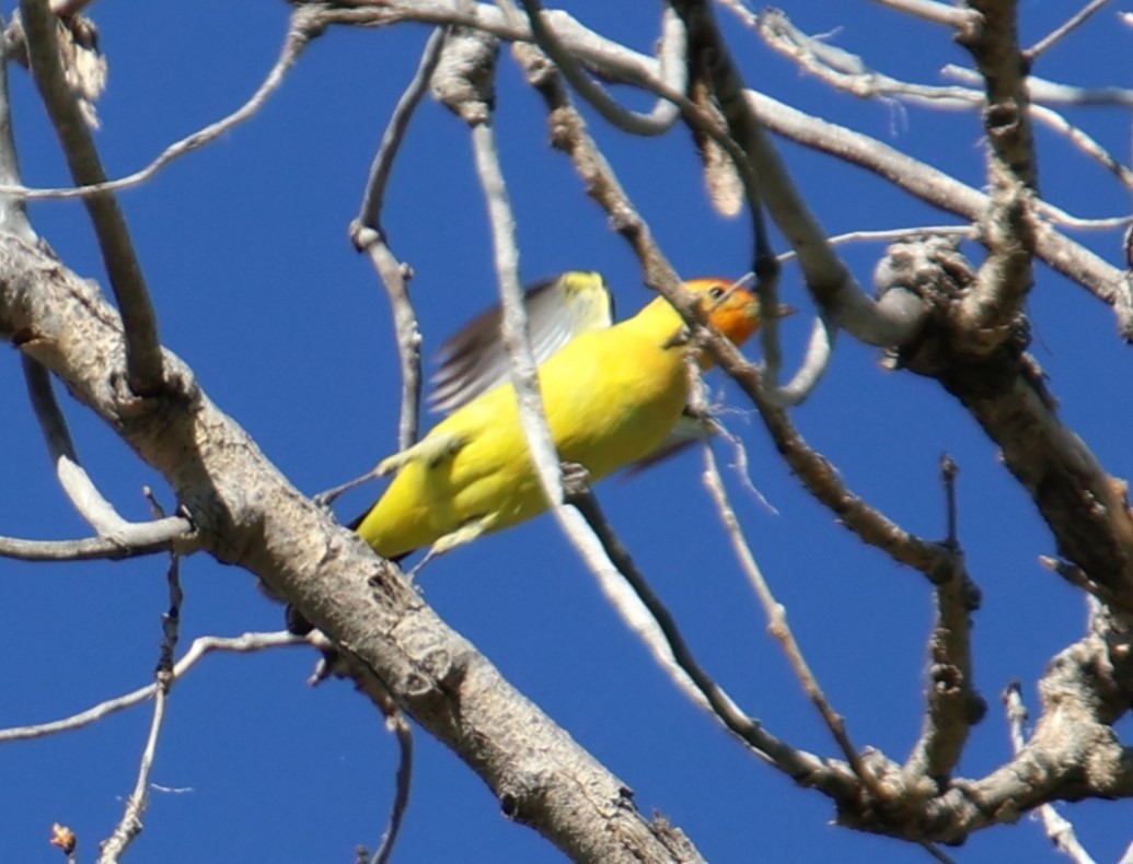 Western Tanager - Steve VanLoh