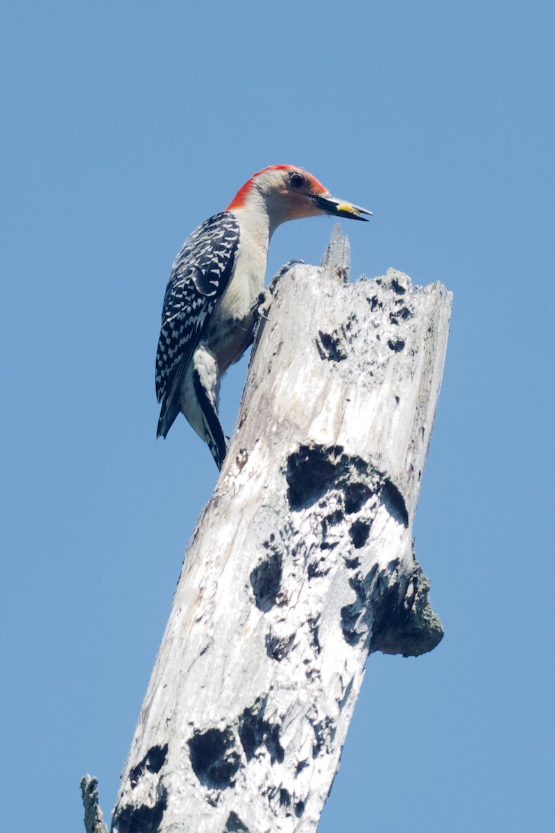Red-bellied Woodpecker - ML619371325