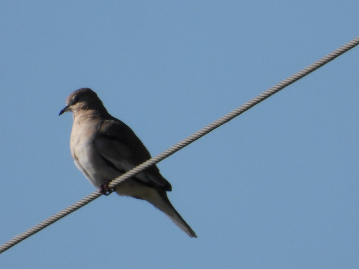 Picui Ground Dove - Mónica  Cobelli