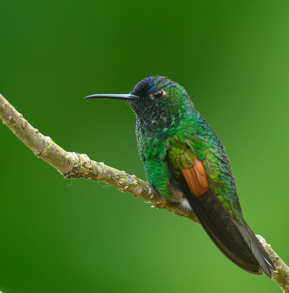 Blue-capped Hummingbird - ML619371345