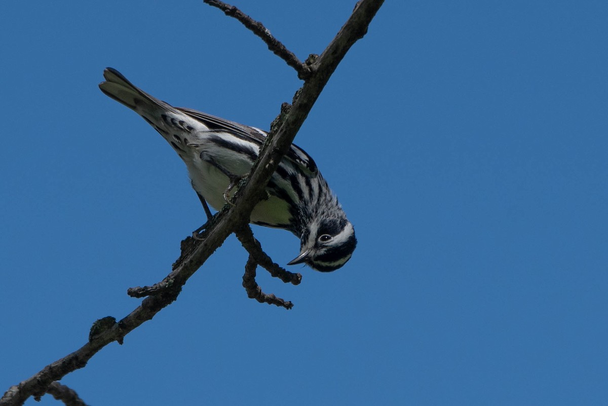 Black-and-white Warbler - Andrea Heine