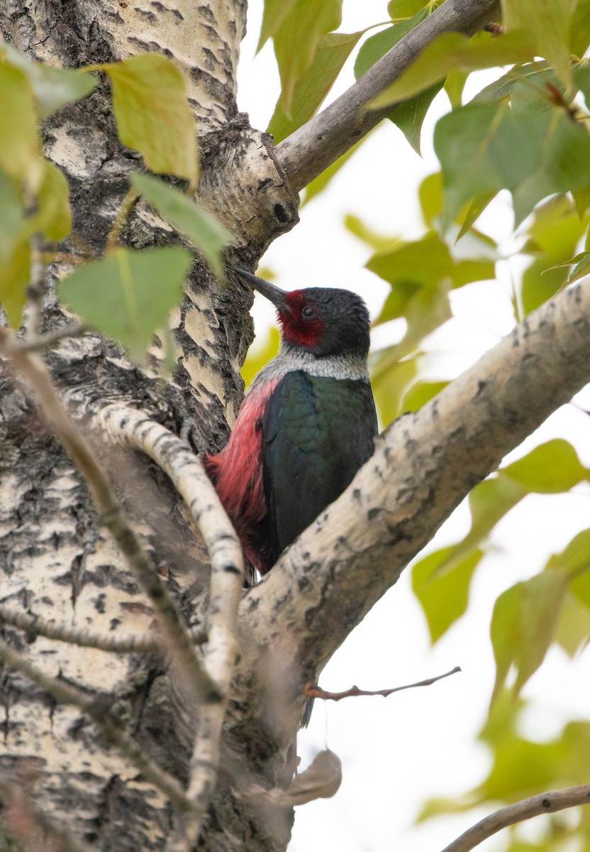 Lewis's Woodpecker - ML619371350