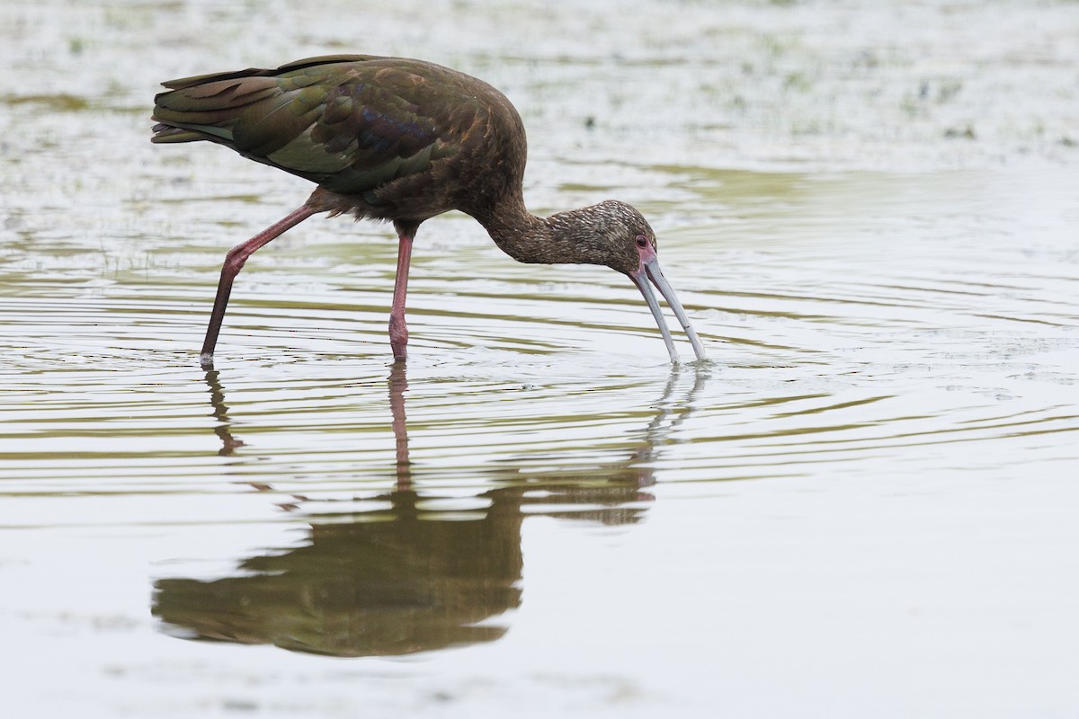 White-faced Ibis - Tommy Quarles