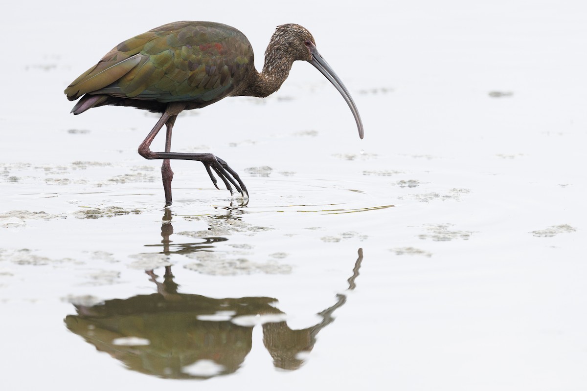 White-faced Ibis - Tommy Quarles