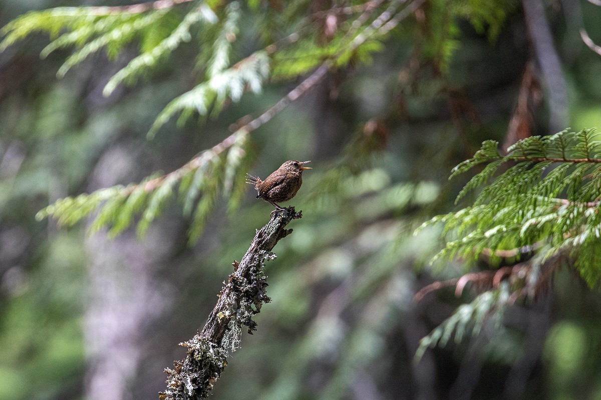 Pacific Wren - Garrett Little