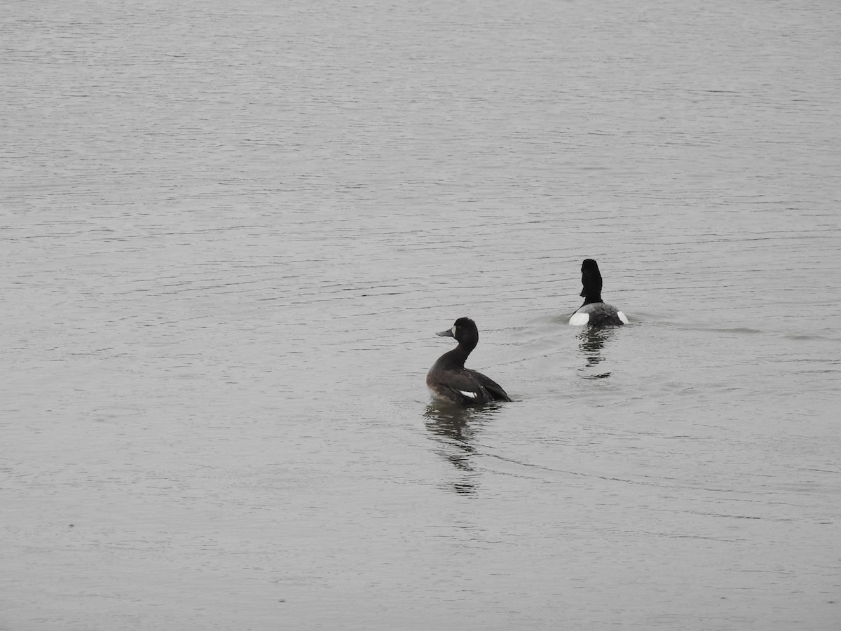 Lesser Scaup - Deborah Fleming