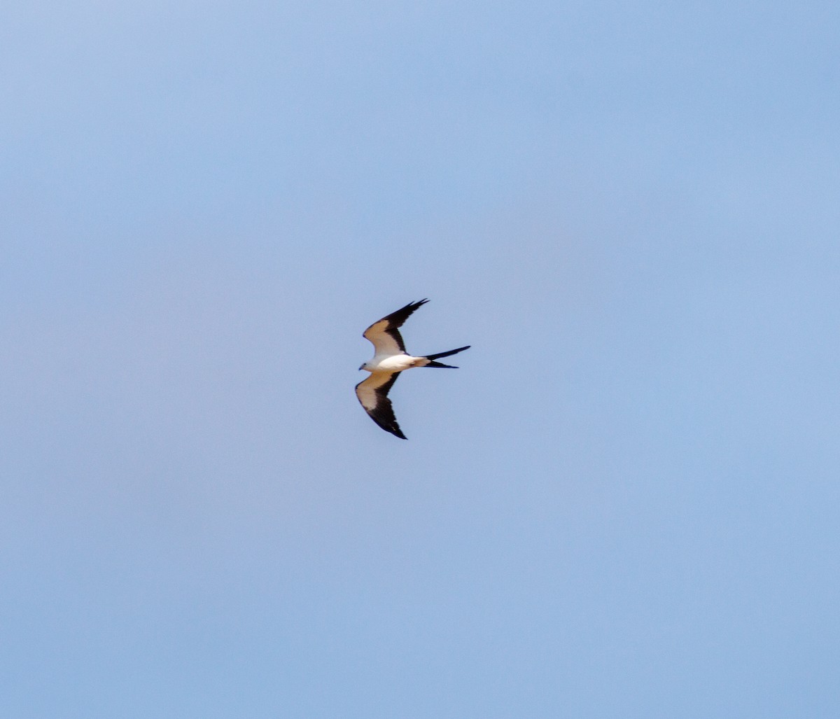 Swallow-tailed Kite - Russell Lamb