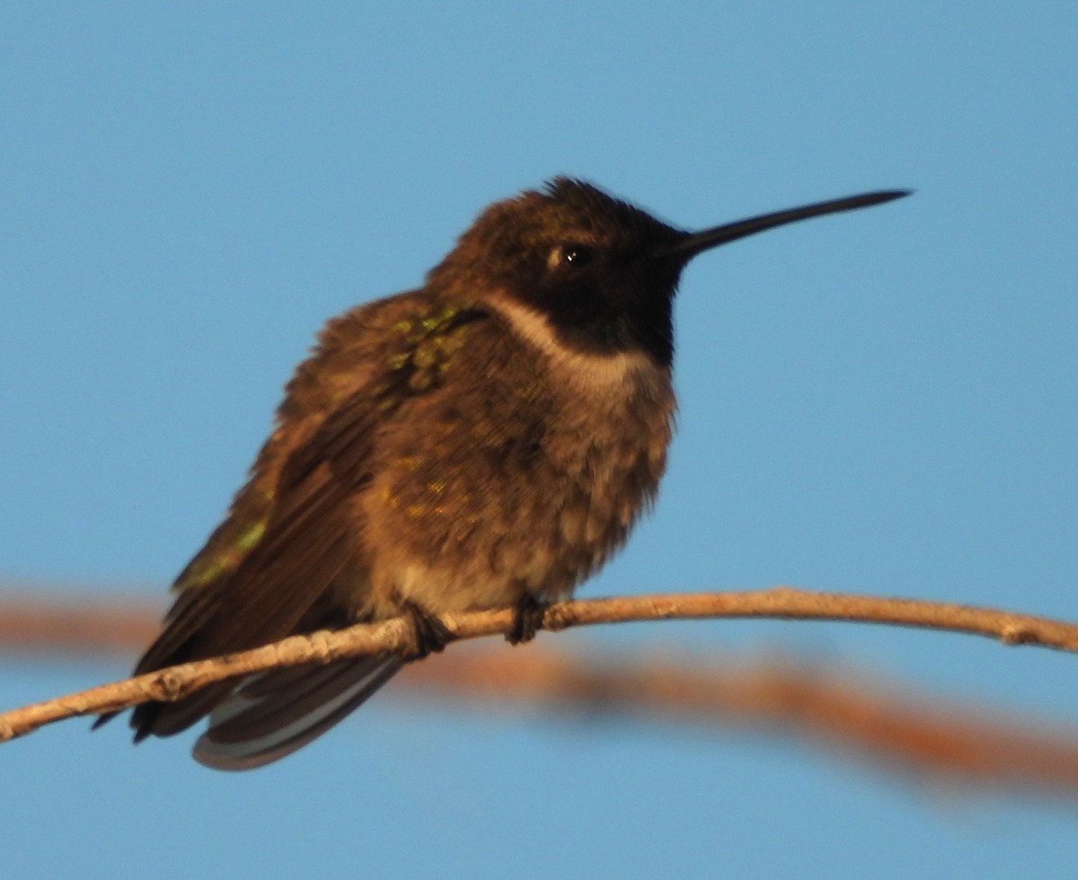 Black-chinned Hummingbird - Mark Romero