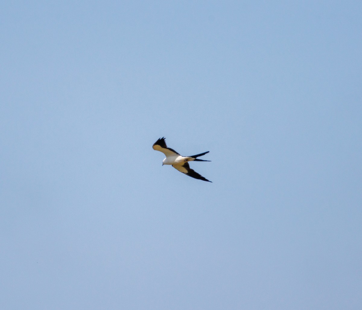 Swallow-tailed Kite - Russell Lamb