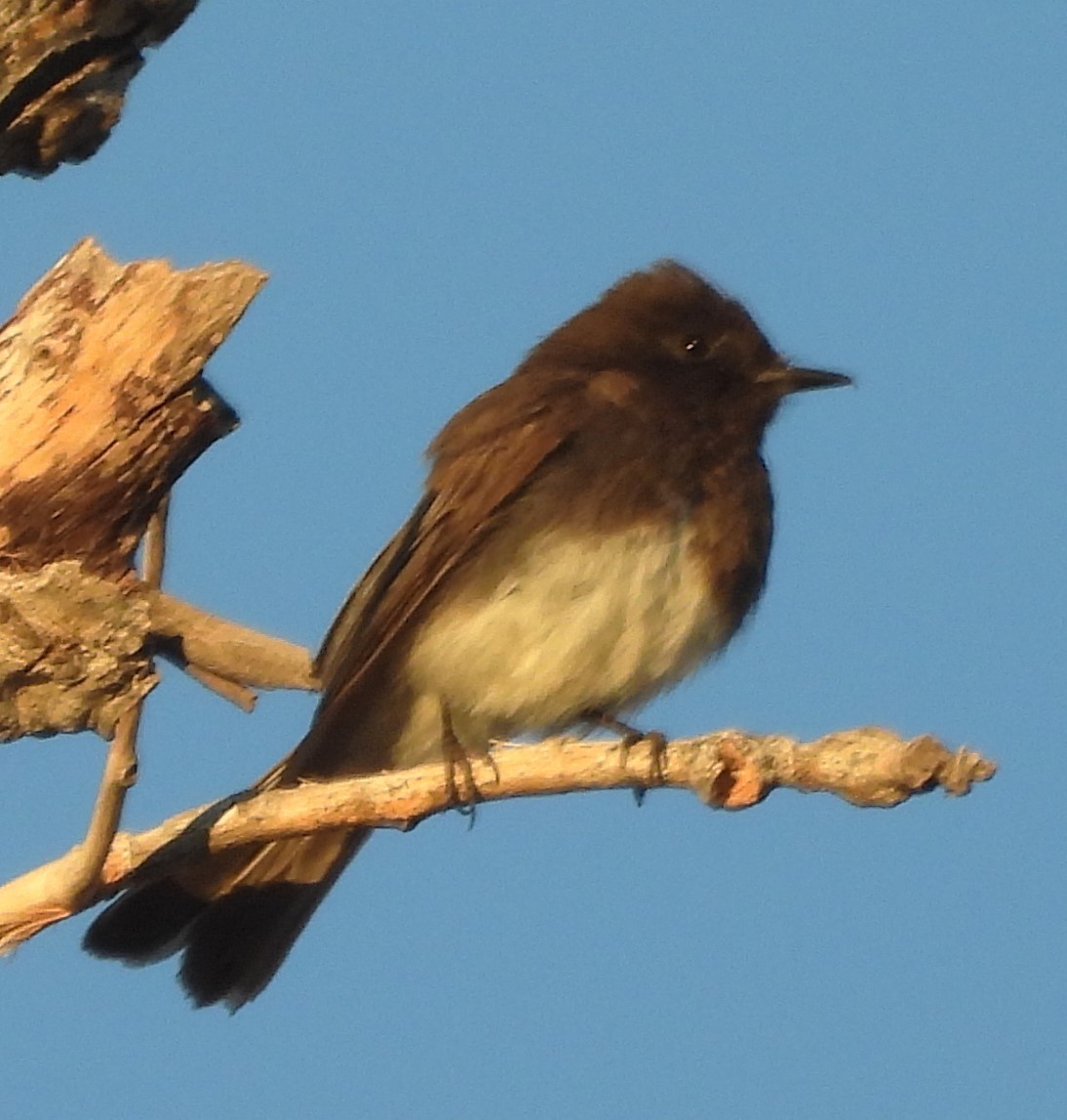 Black Phoebe - Mark Romero