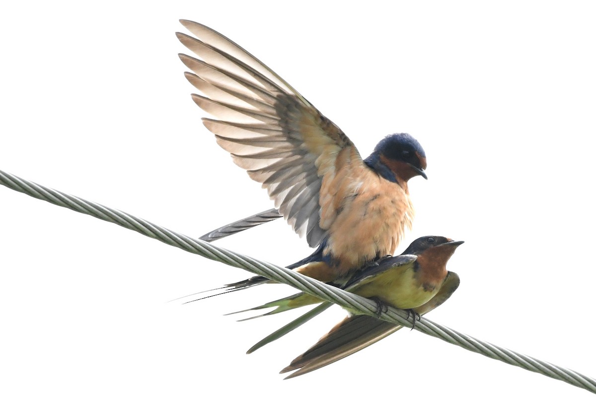 Barn Swallow (American) - ML619371383