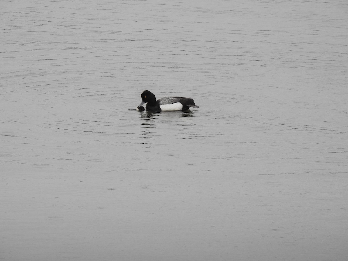 Lesser Scaup - Deborah Fleming