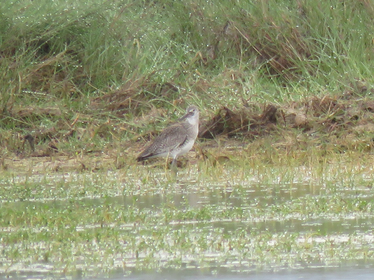 Willet - Beniamino Tuliozi