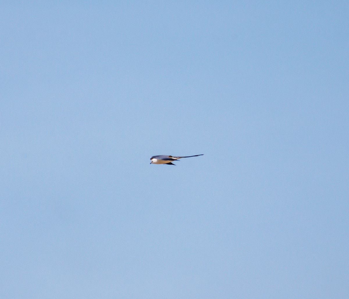 Swallow-tailed Kite - Russell Lamb