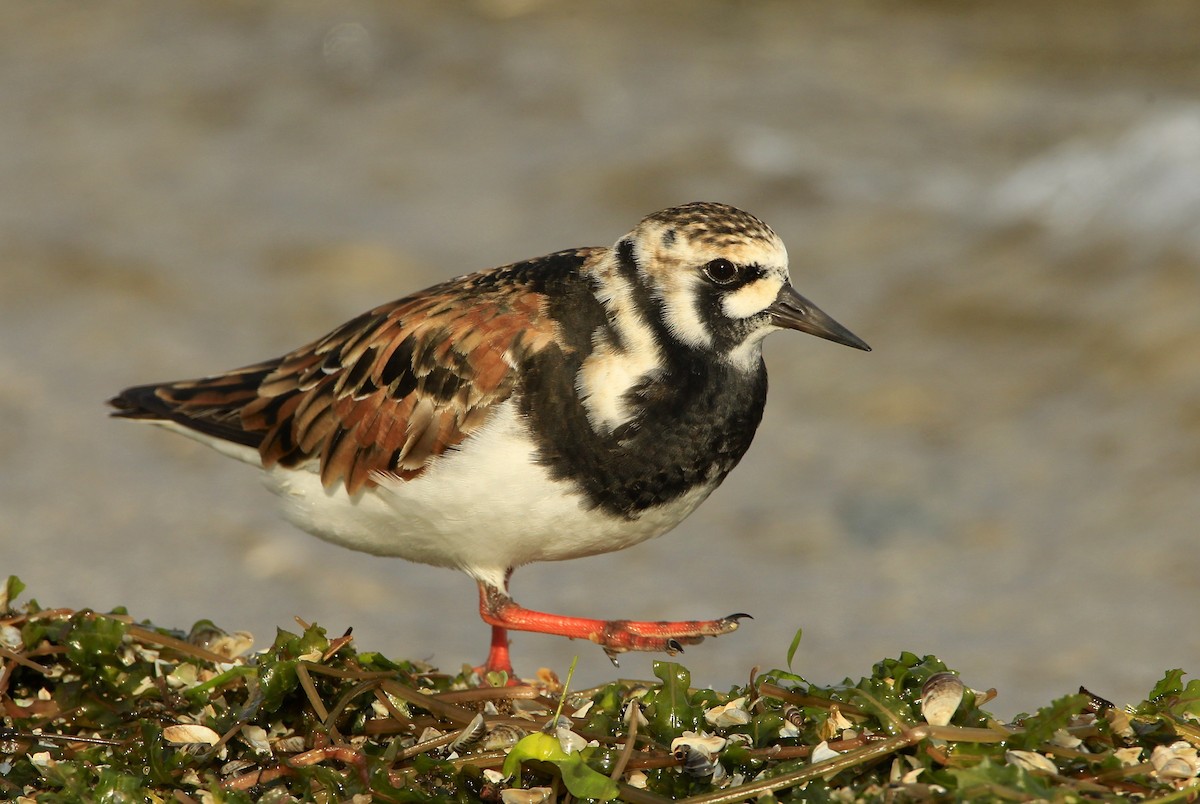 Ruddy Turnstone - ML619371404