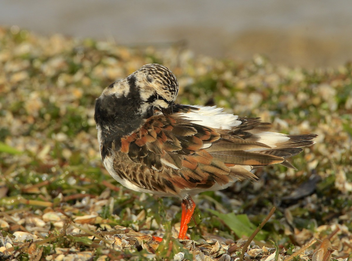 Ruddy Turnstone - James Kinderman