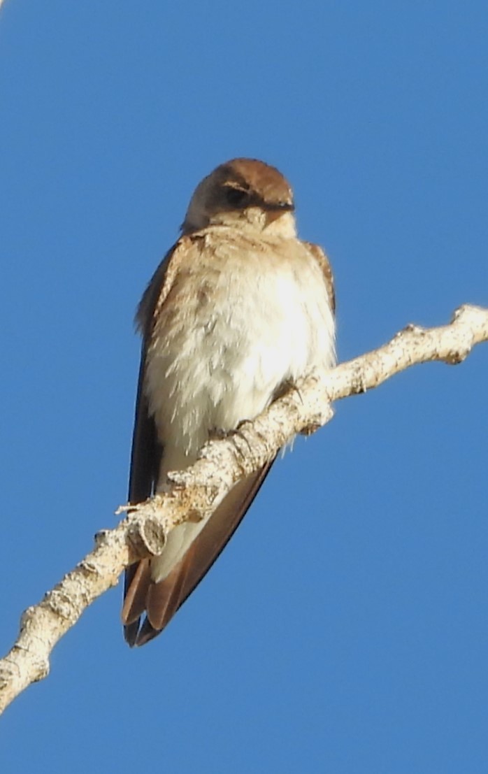 Northern Rough-winged Swallow - Mark Romero