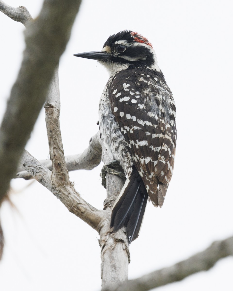 Nuttall's Woodpecker - Tommy Quarles