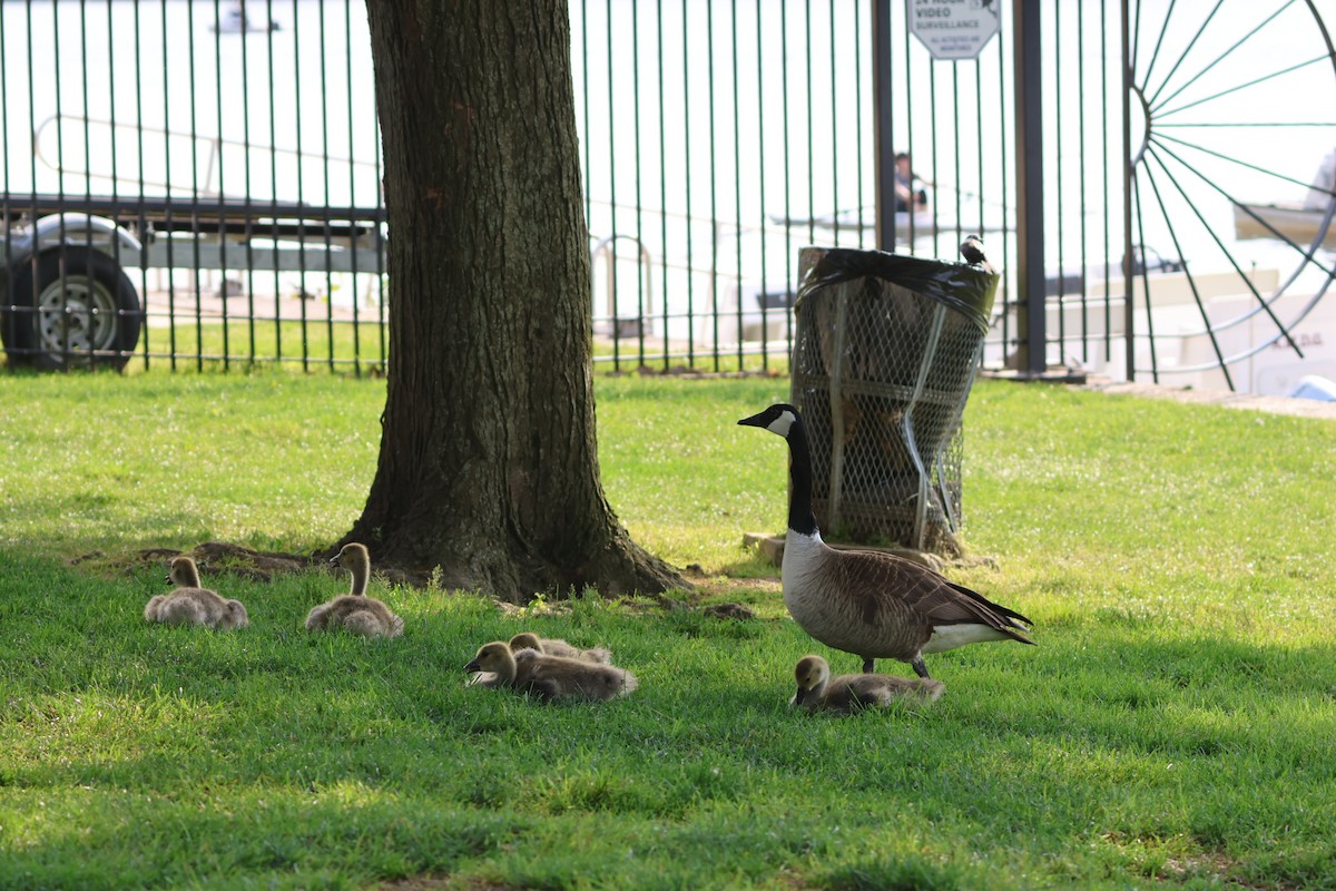 Canada Goose - Maria Pacheco