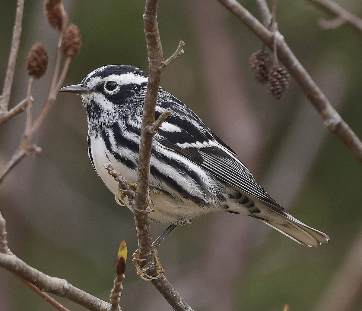 Black-and-white Warbler - Charles Fitzpatrick