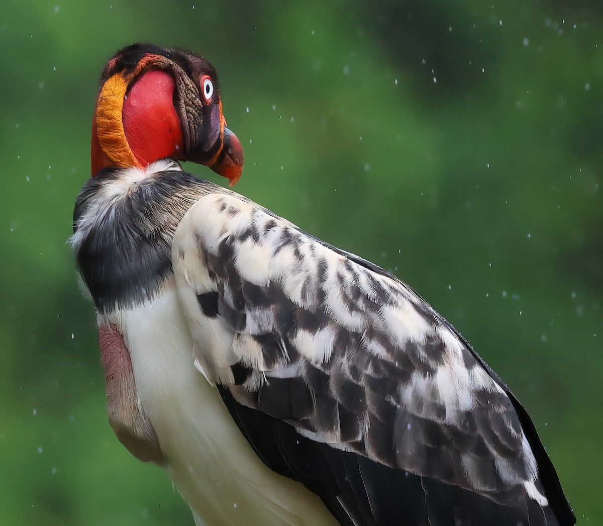 King Vulture - Sally Veach