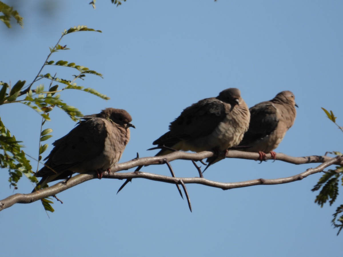 Eared Dove - Mónica  Cobelli