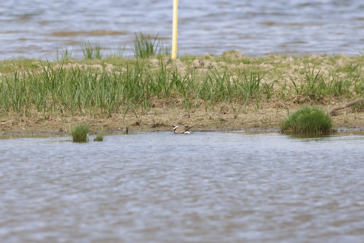 Хүзүүвчит хиазат - ML619371444