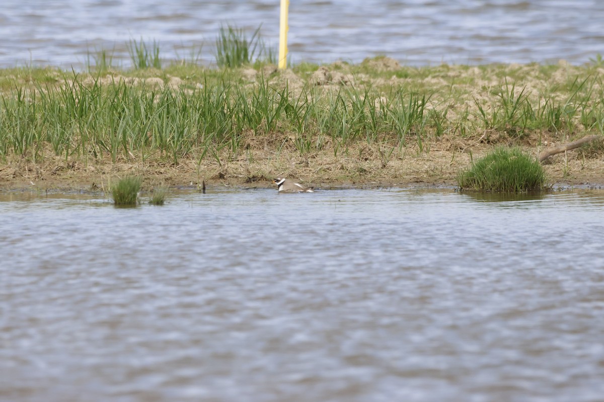 Хүзүүвчит хиазат - ML619371446