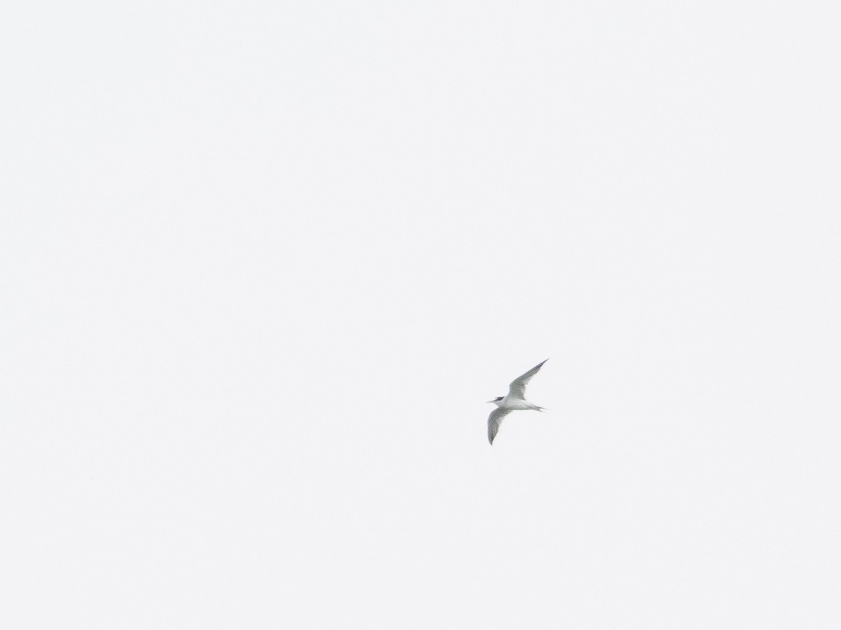 Least Tern - ML619371459