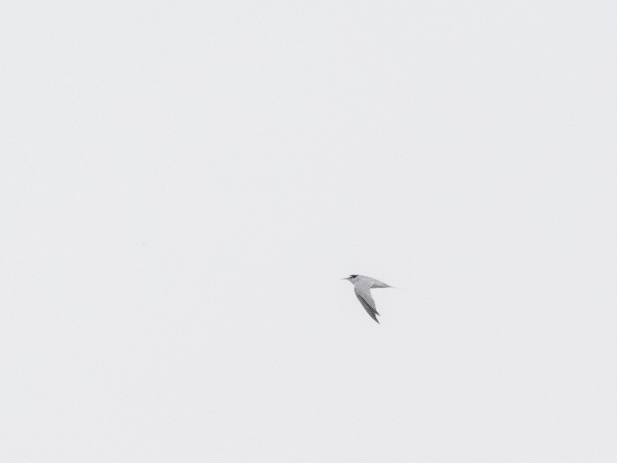 Least Tern - ML619371460