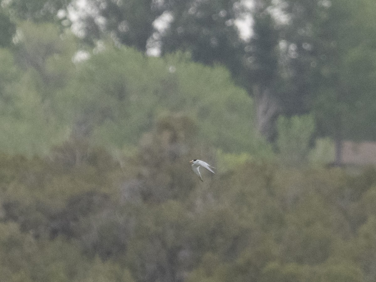 Least Tern - ML619371461