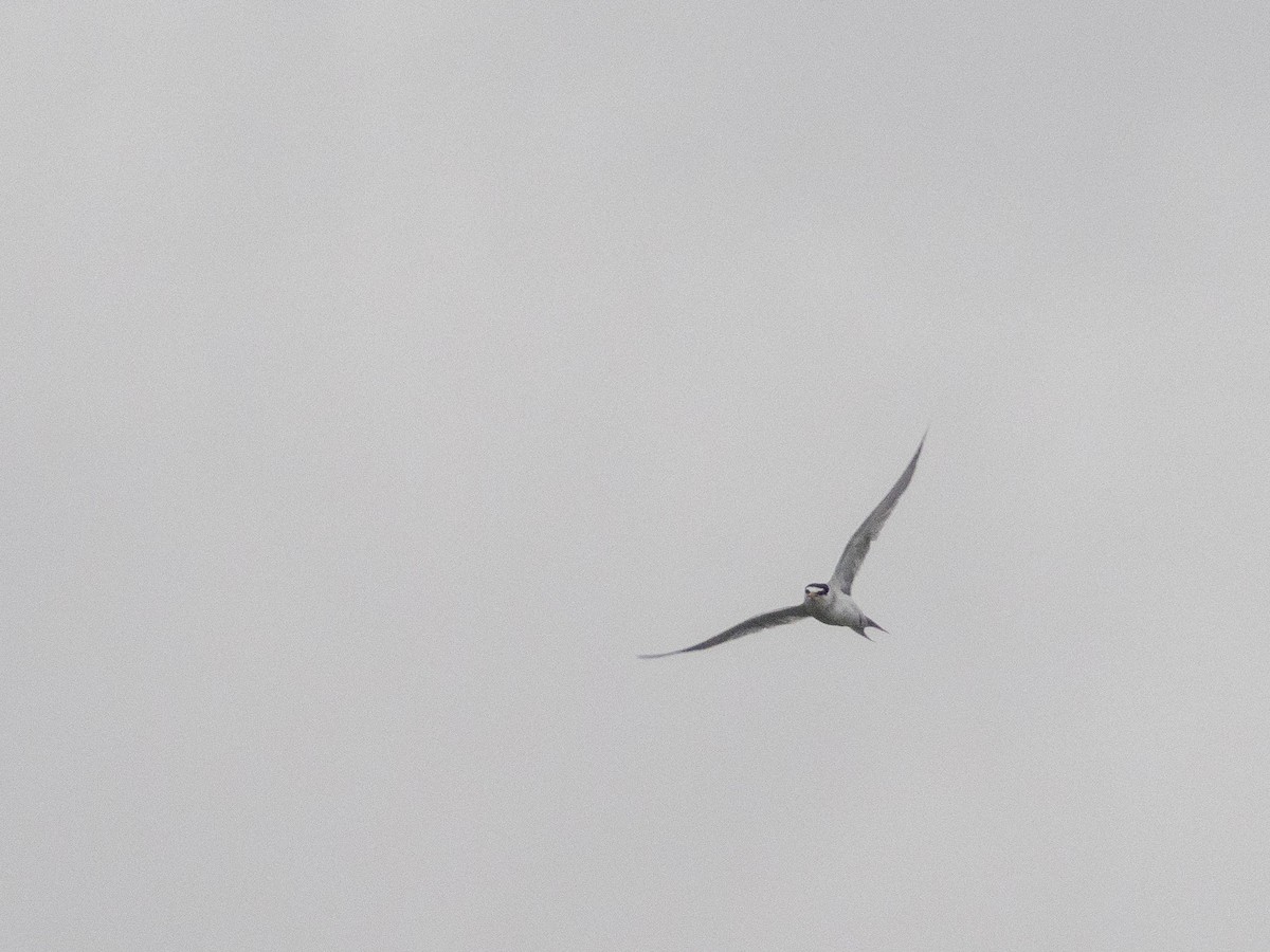 Least Tern - Stephen Tarnowski