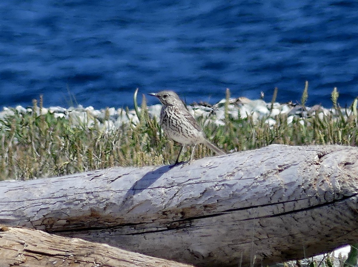 Sage Thrasher - Aziza Cooper