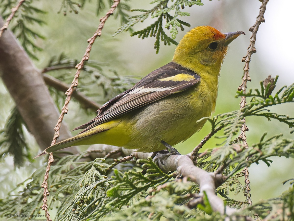 Western Tanager - John Riegsecker