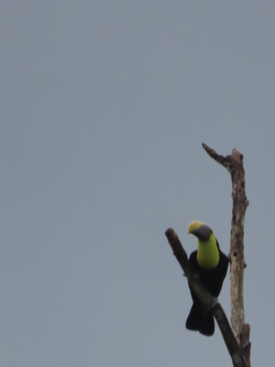 Yellow-throated Toucan - ML619371487