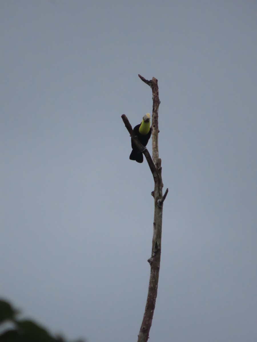 Yellow-throated Toucan - Randy Lynch